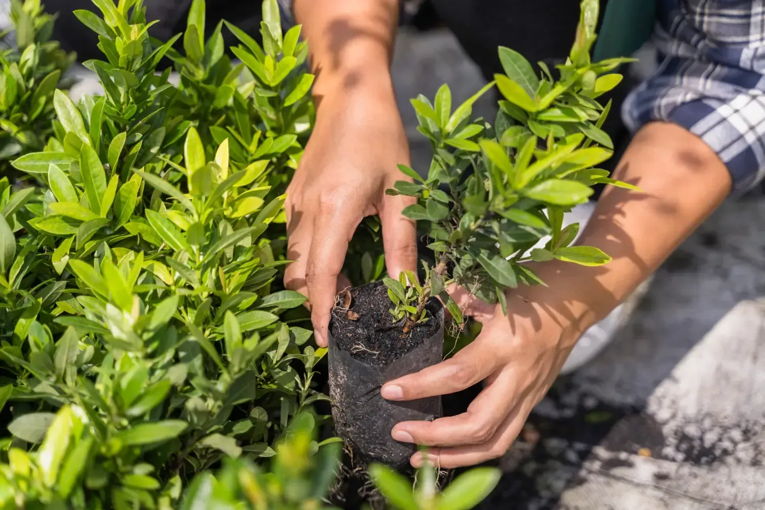 Bolsas para almácigo: Aliadas del agro productor moderno